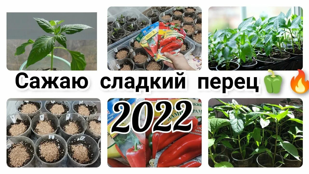 Когда сажать сладкий перец в 2024 году. Сажаем перец на рассаду в феврале. Когда сажать перец в феврале. Когда садить перцы в феврале. Пикировка перца в феврале.