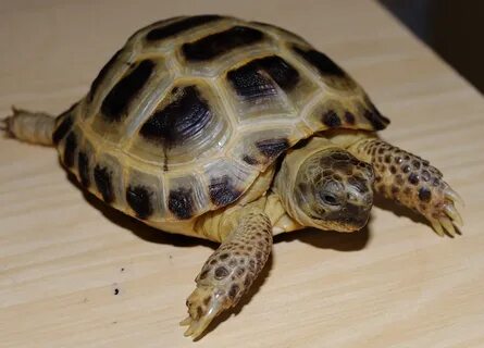 Среднеазиатская черепаха, содержание и уход, фото, видео