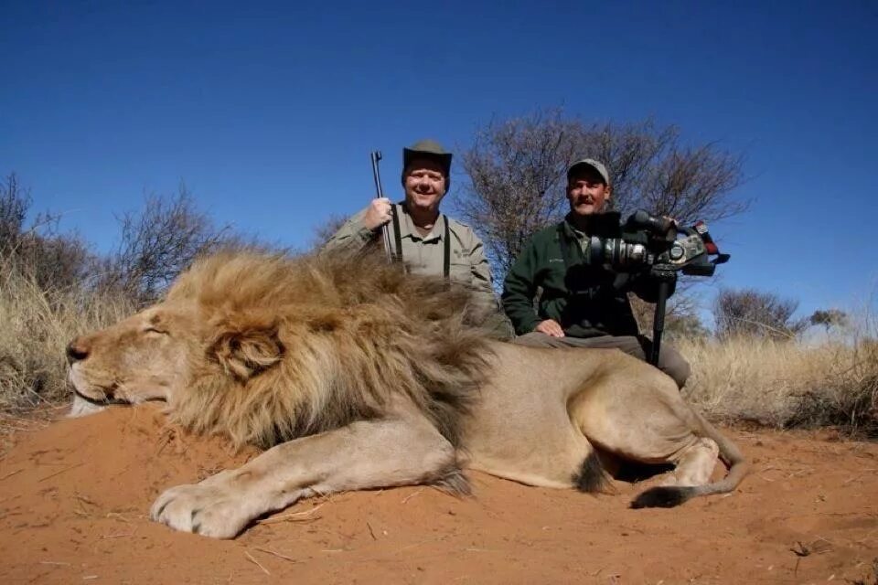 африканская охота 6 букв