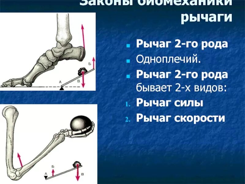 Какое действие оказывают на рычаг силы. Рычаги первого и второго рода в биомеханике. Рычаг 2 рода скорости характеризуется. Рычаг 4 рода. Рычаг 2 рода в биомеханике.