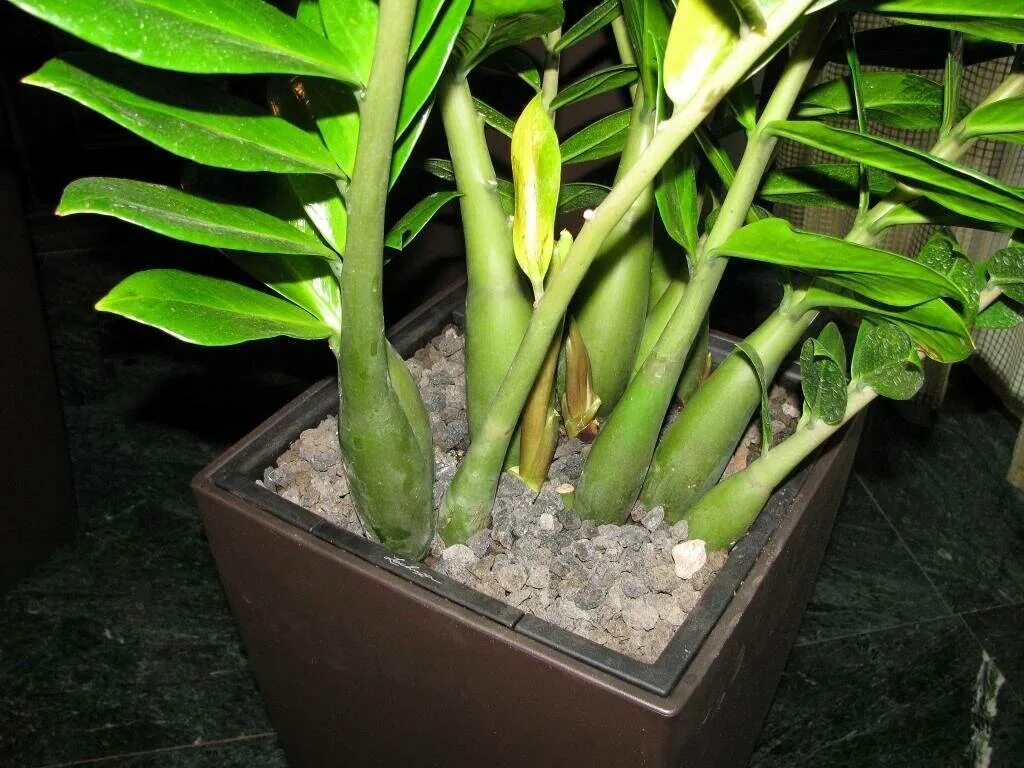 Как цветет долларовое дерево. Замиокулькас долларовое дерево. Долларовое дерево цветок. Замиокулькас цветок. Замиокулькас цветок.