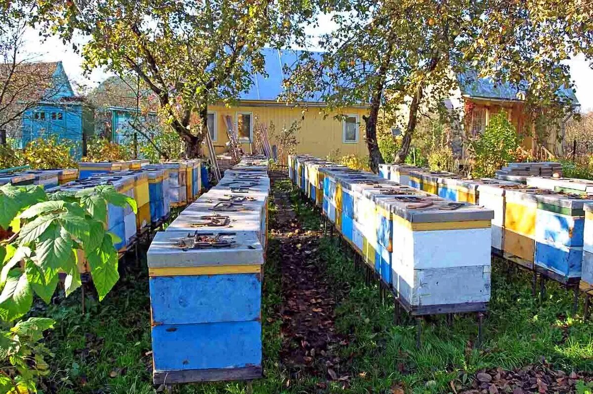 Пасека улья Нижегородец. Промышленные пасеки ульи рута. Стационарная пасека. Пасека на даче.