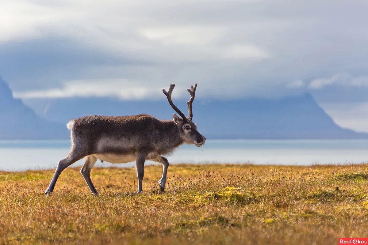 Дикий северный олень в тундре. Олень карибу северной америки. Северный олень это. Новоземельский северный олень. Северный олень это.