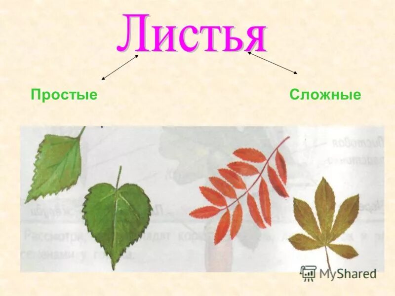 у растений листья в виде пластинок. деревья со сложными листьями. простые листья состоят из одной листовой пластинки. сравнение листьев. две группы листьев.