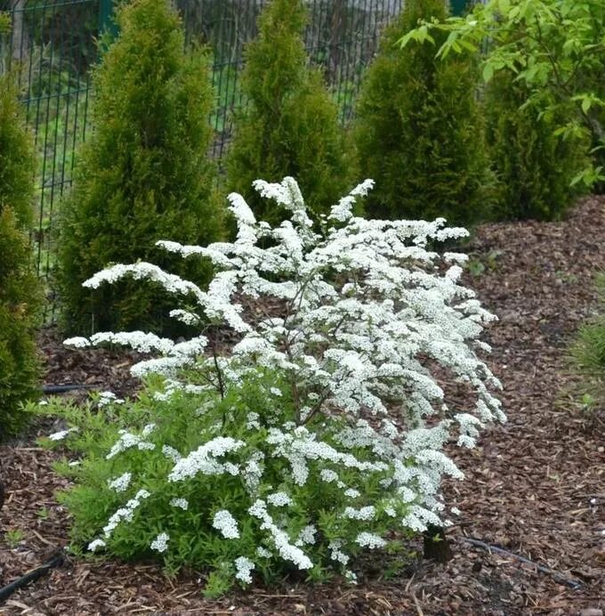 Спирея ниппонская фото. Спирея ниппонская Spiraea nipponica Snowmound. Спирея Snowmound. Спирея ниппонская 'Snowmound' Spiraea nipponica 'Snowmound'. Спирея ниппонская Джун Брайд.