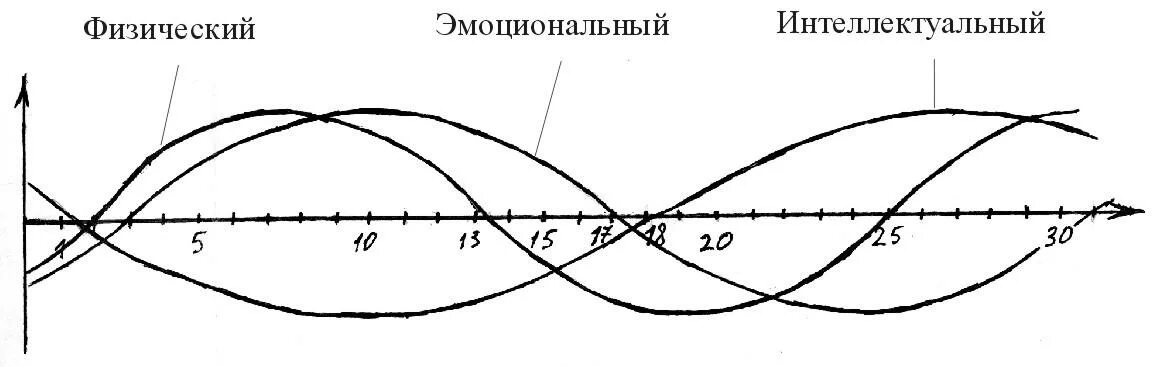 График эмоциональной физической и интеллектуальной активности. Расчетный график биоритмов человека. Теория трех биоритмов. Эмоциональный физический интеллектуальный циклы. Теория трех ритмов биологические ритмы.