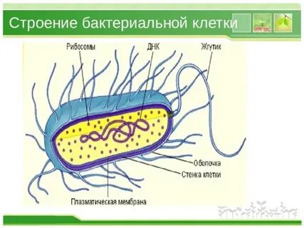 Непостоянные структуры бактериальной клетки