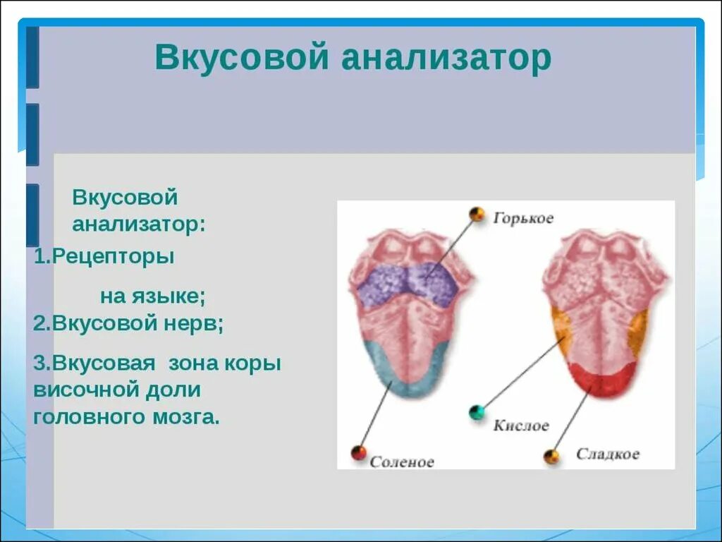 Вкусовой анализатор 8 класс биология. Схема анализатора вкусового анализатора. Вкусовой анализатор строение и функции. Строение вкусового анализатора схема. Схема вкусового анализатора человека.