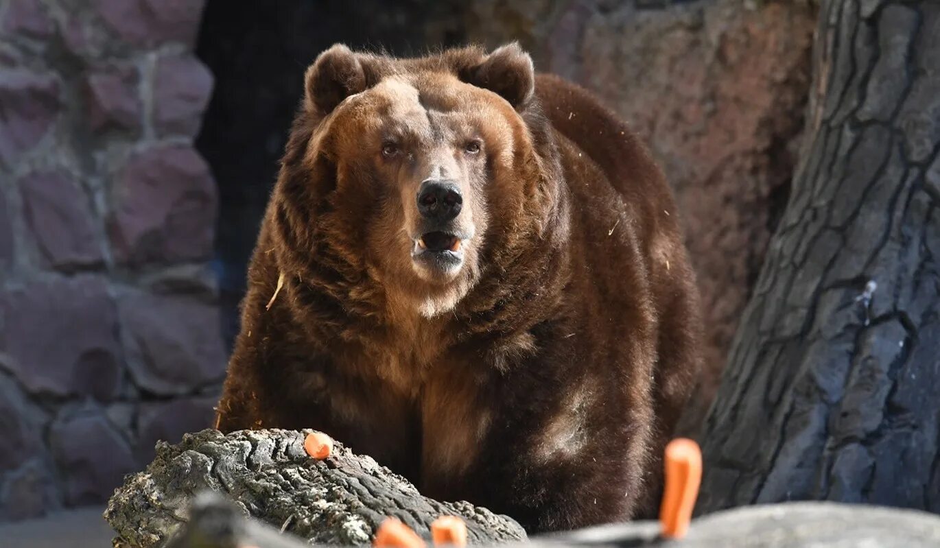Сахалинский медведь. Московский зоопарк медведи. Медведь Россия. Бурый медведь Сахалин. Виновато медведь