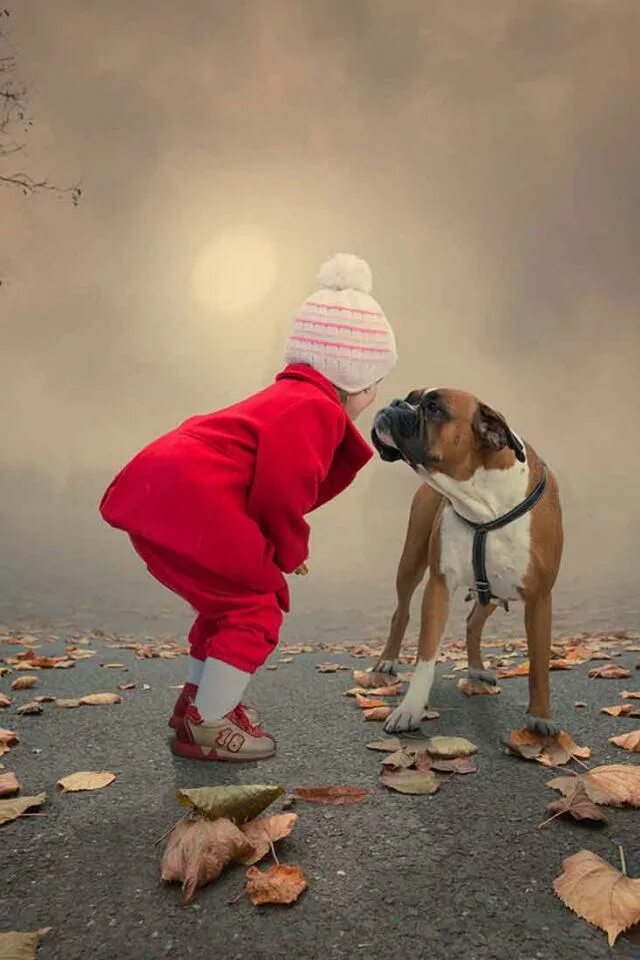 аусси порода. промокшая собака. мужчина под дождем. мокрый друг. мокрый щенок.