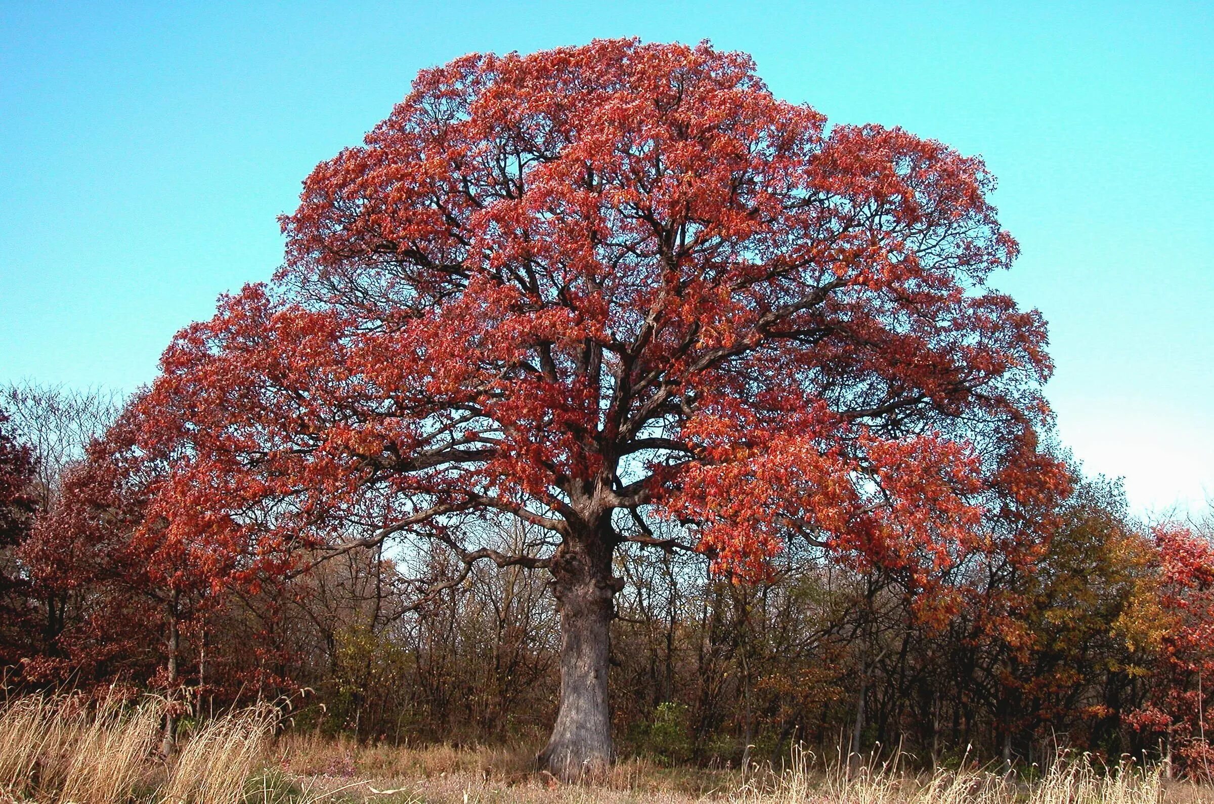 Дуб красный Quercus rubra. Дуб красный, Северный Quercus rubra. Дуб канадский краснолистный. Дуб Куеркус Рубра.