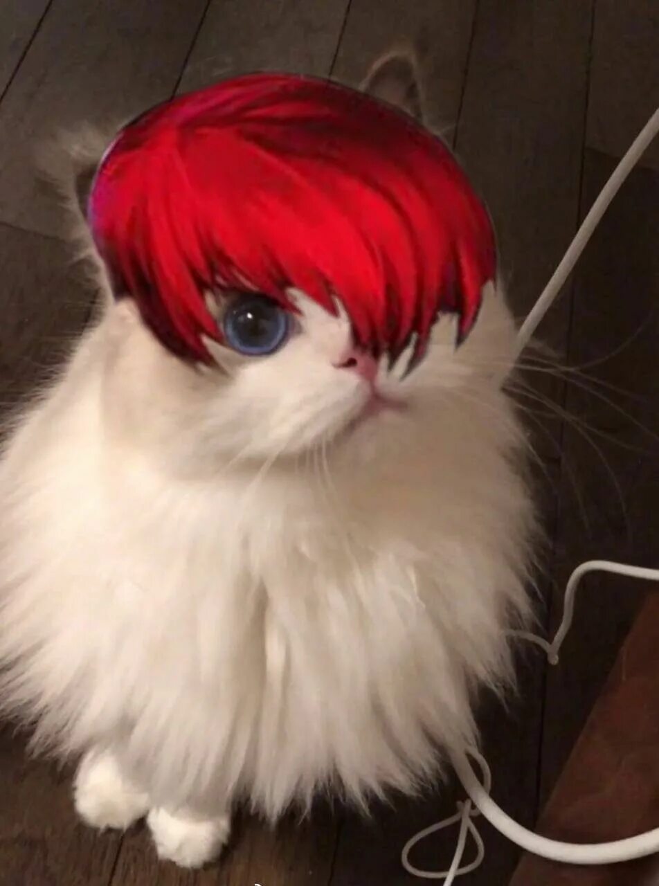 Cat edits. Коты млбб. коты млбб персонажи. mlbb chou edit cat. котик эймон млбб.