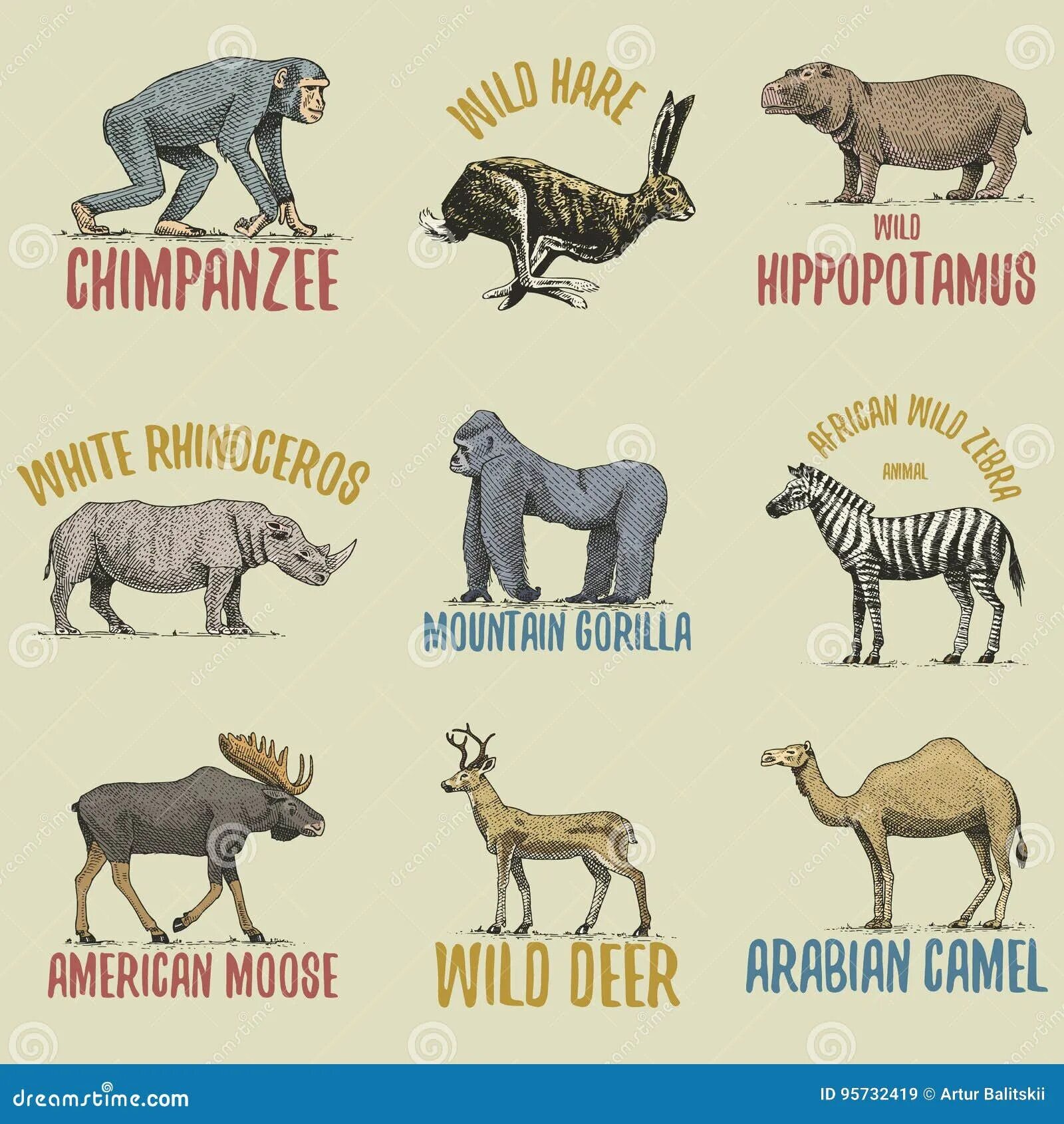 Благородный олень гон. Гон оленей. Лось обои. Ирландский большерогий олень. Необычные олени.