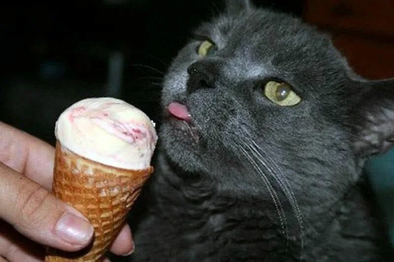 Кошачье мороженое. Кошка мороженое. Кот ест мороженое. Коты с мороженым. Коты мороженщик
