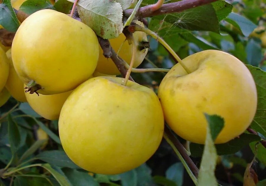 Ранетка золотая китайка. Яблоня медовка. Ранетка уральская наливная. Сорт яблони китайка золотая. Ранетка уралочка.