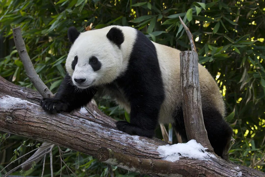 Большая панда живет. Большие панды. Панды на дереве. Панда фото. Панда лазает по деревьям.