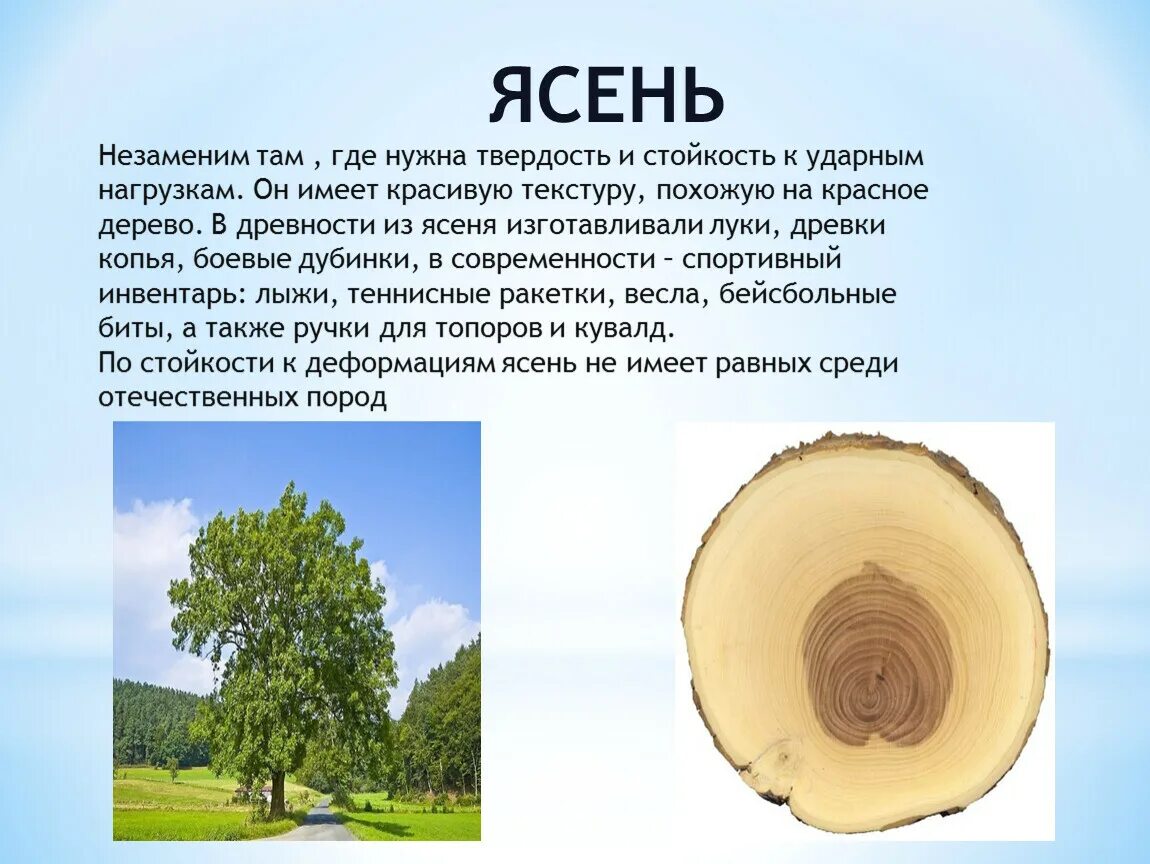 Насколько тверд. Породы древесины. Интересные факты о деревьях. Ясень древесина характеристики. Описание дерева.