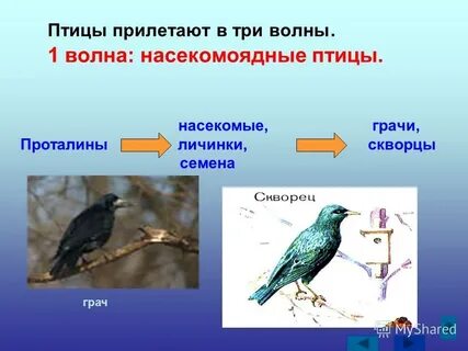 Какая птица прилетает первая