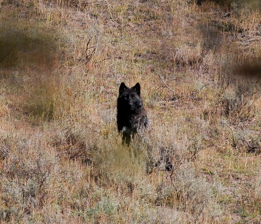 Волк наблюдает. Yellowstone Wolf. Yellowstone Black Wolf. Йеллоустоун волки. Черный волк.