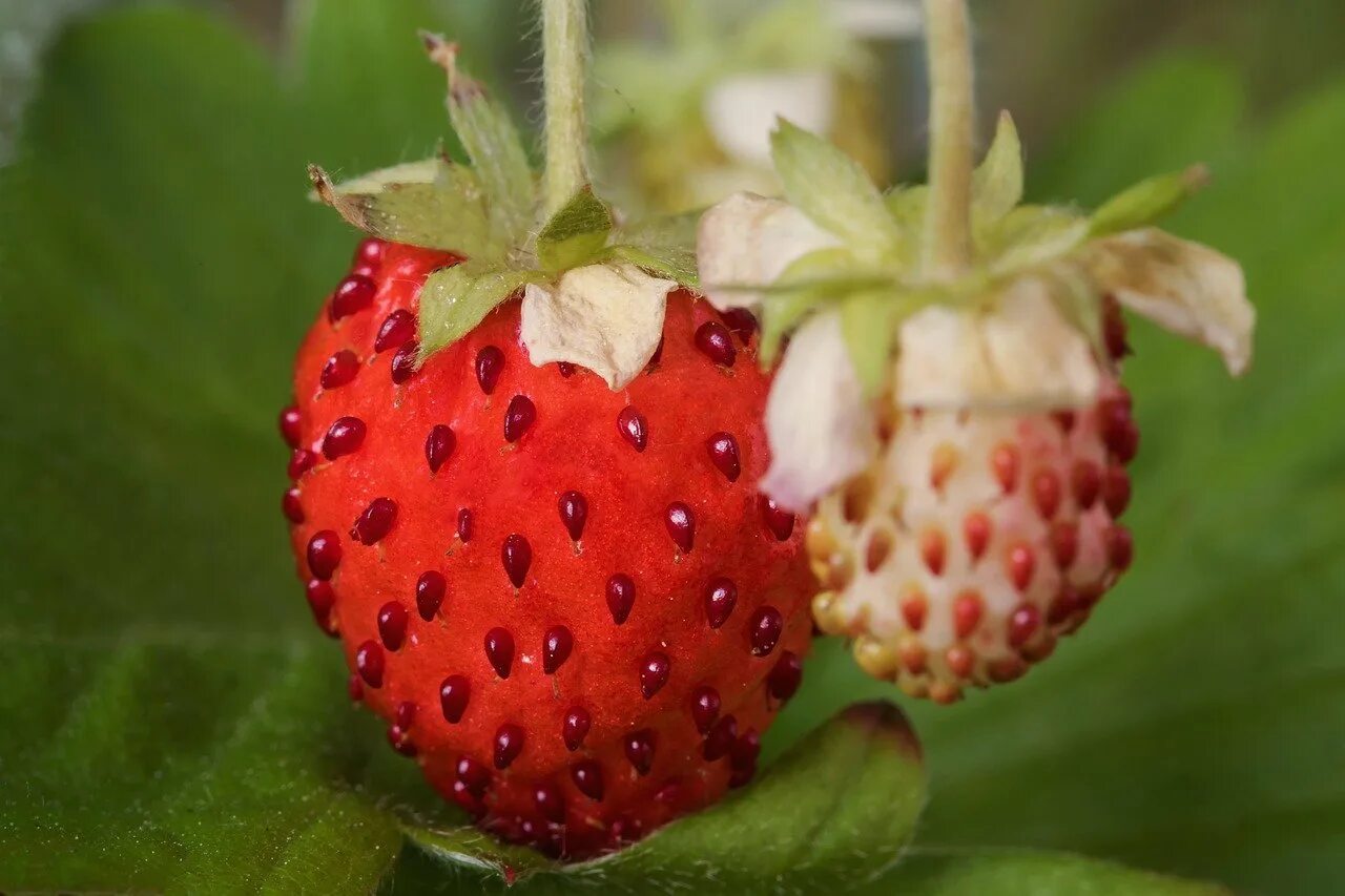 Земляника одежда. Fragaria vesca. клубника плод многоорешек. fragaria daltoniana. земляника лесная плод.