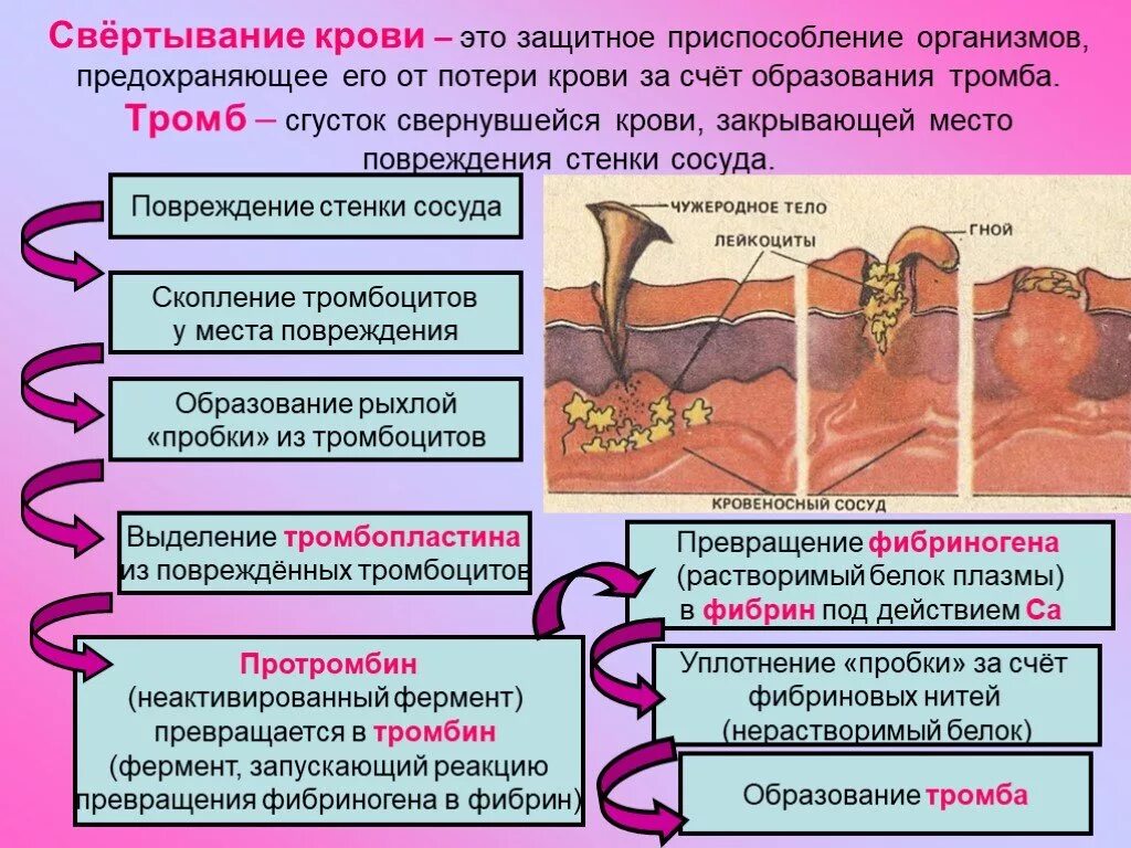 Процесс образования тромба схема. Опишите процесс свертывания крови схема. Свертывание крови образование тромба. Как происходит свертывание крови. Реакция организма которая возникает