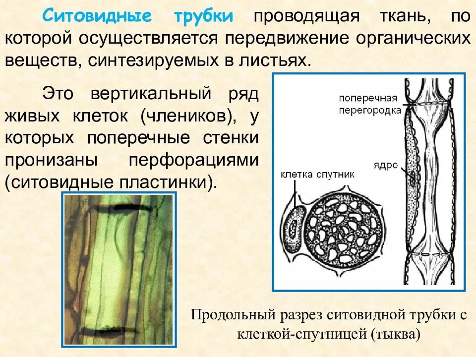 Структуры проводящих тканей растения. Ситовидные трубки Ксилема растений. Проводящая ткань растений Ксилема и флоэма. Ситовидные трубки и клетки-спутницы. Строение ситовидных трубок листа.