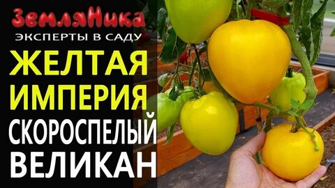 Желтая империя