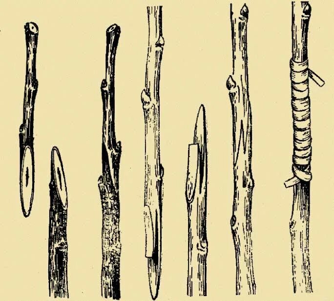 Срез черенка. Прививка яблони весной копулировка. Прививка плодовых улучшенная копулировка. Прививка растений окулировка копулировка. Улучшенная копулировка яблони.