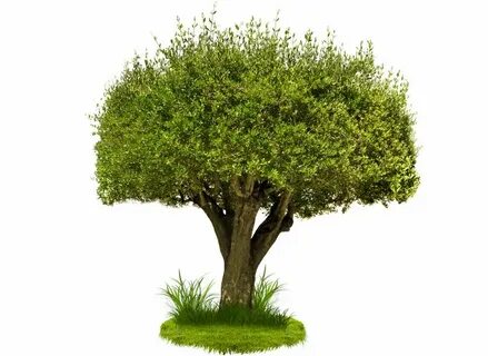 Png tree