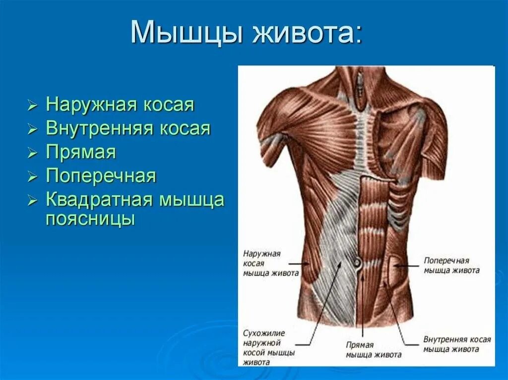 Строение мышц живота сбоку. Мышцы живота вид спереди. Поверхностные мышцы живота вид сбоку. Мышцы живота поверхностный слой вид спереди.