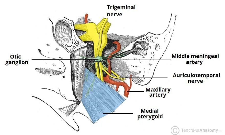 Anatomie d une chute