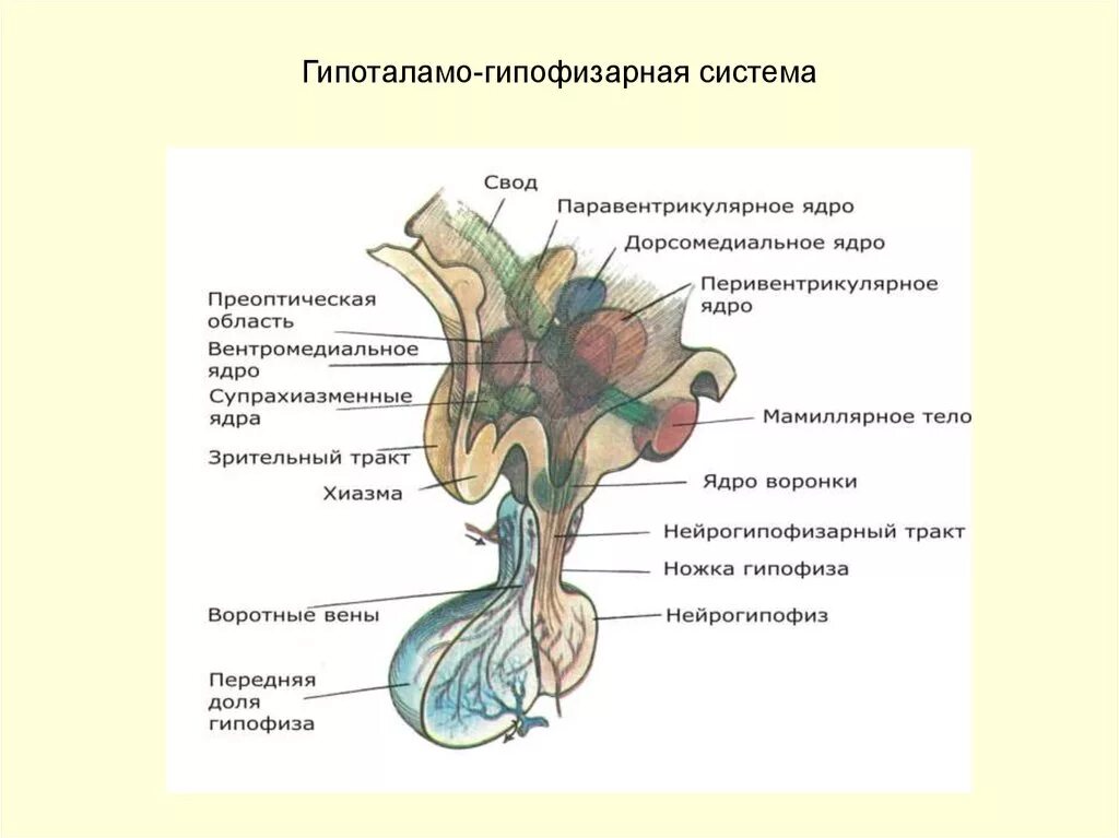 Схема работы гипоталамо-гипофизарной системы. Схема гипоталамо гипофизарной системы. Гипоталамо-гипофизарная система регуляции половых желез. Схема гипоталамо гипофизарной системы. Схема гипоталамо гипофизарной системы.