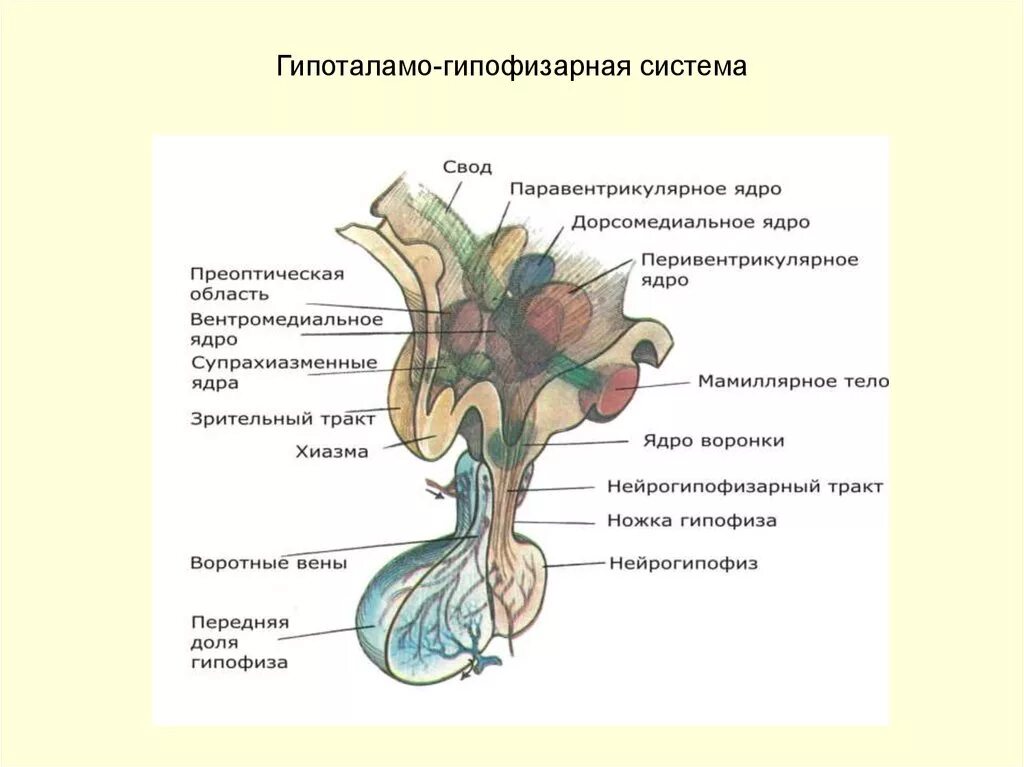 В работе гипоталамо гипофизарной системы заложен принцип. Понятие о гипоталамо-гипофизарной системе. Гипоталамо-гипофизарная система схема. Гипоталамо-гипофизарная система функции физиология. Строение гипоталамо-гипофизарной системы.