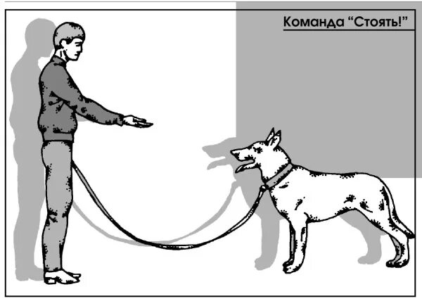 Дрессировка собак команды и жесты. Команды и жесты ОКД для собак. Команды для собак жестами. Жесты дрессировки собак руками. Команды сидеть лежать