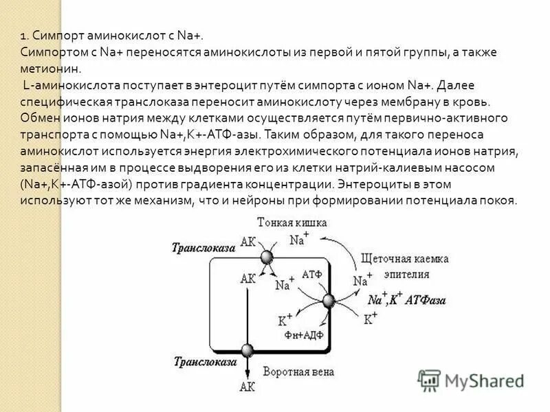 Всасывание аминокислот и глюкозы механическое