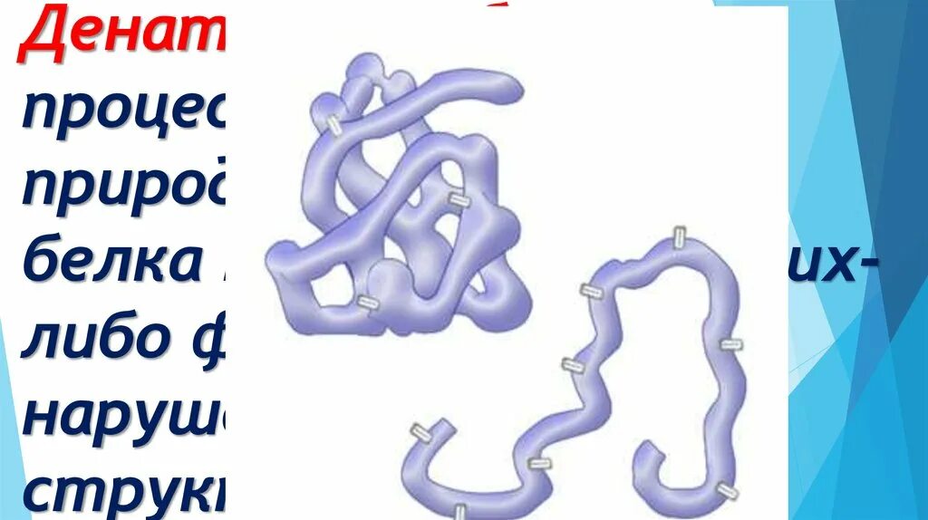 Денатурация первичной структуры белка. Денатурация молекулы белка. Денатурированные белки. Разрушение белков.