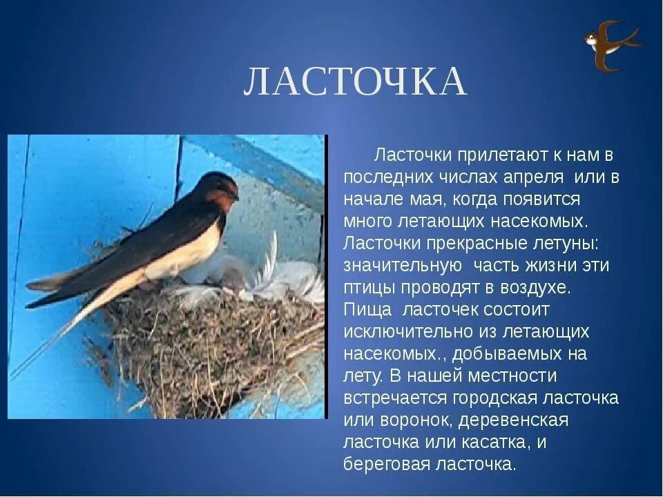 Информация о Ласточке. Доклад про ласточку. Ласточка птица описание. Ласточка сообщение для 1 класса.