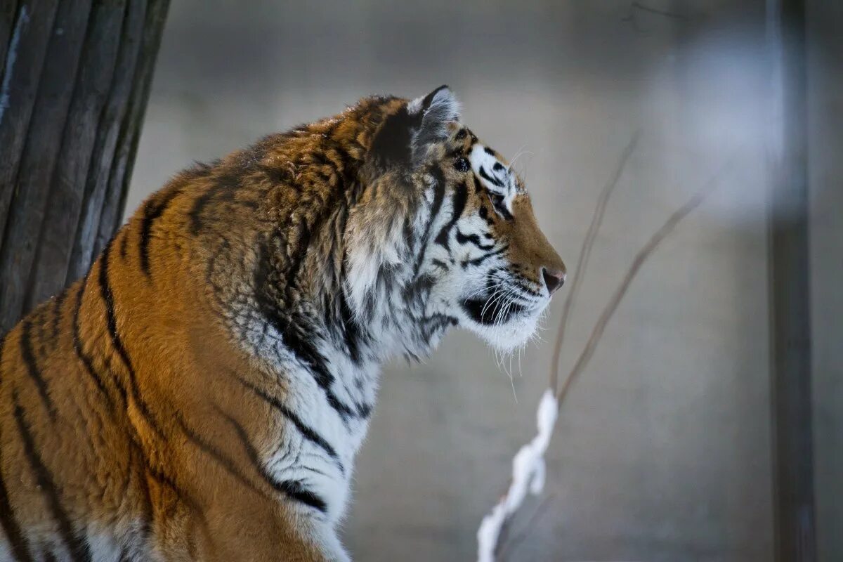 Tiger 31. Покажи тигр. Тигр-115. Tiger 31. Tiger 31.