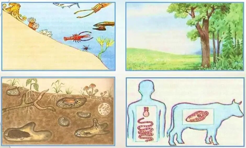 Среды живых организмов. Среды жизни организмов. Четыре среды обитания живых организмов. Живые организмы и их среда обитания.