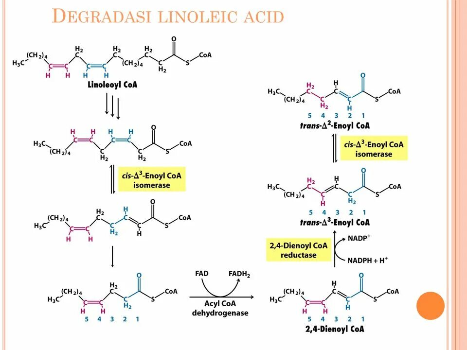 Linoleic acid. Linoleic acid Mass-Spectrum. 5оксиндолуксусная кислота метаболизм. Γ-Linoleic acid in food.