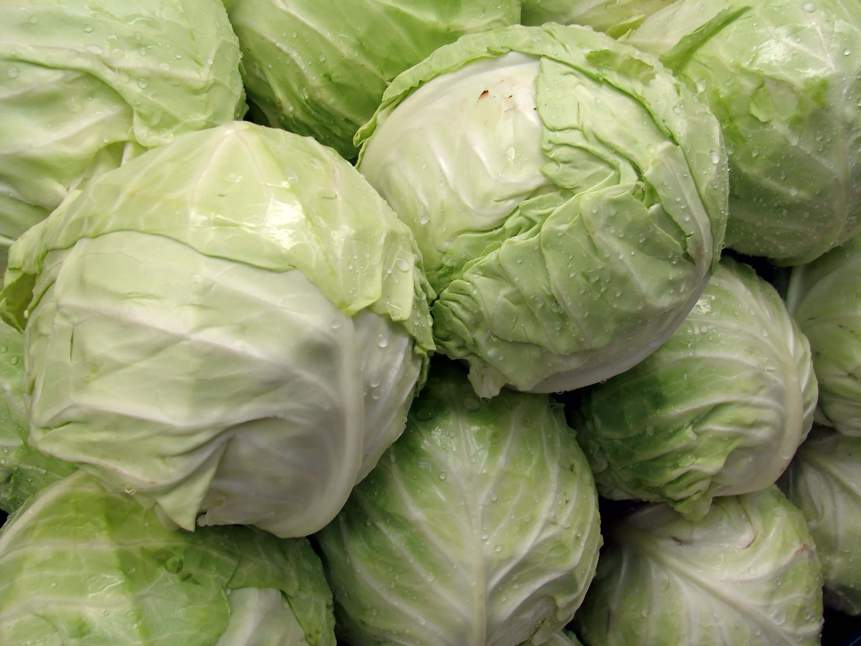 Капуста на зиму зеленые листья. Brassica oleracea var. капуста. капуста белокочанная. лист капусты.