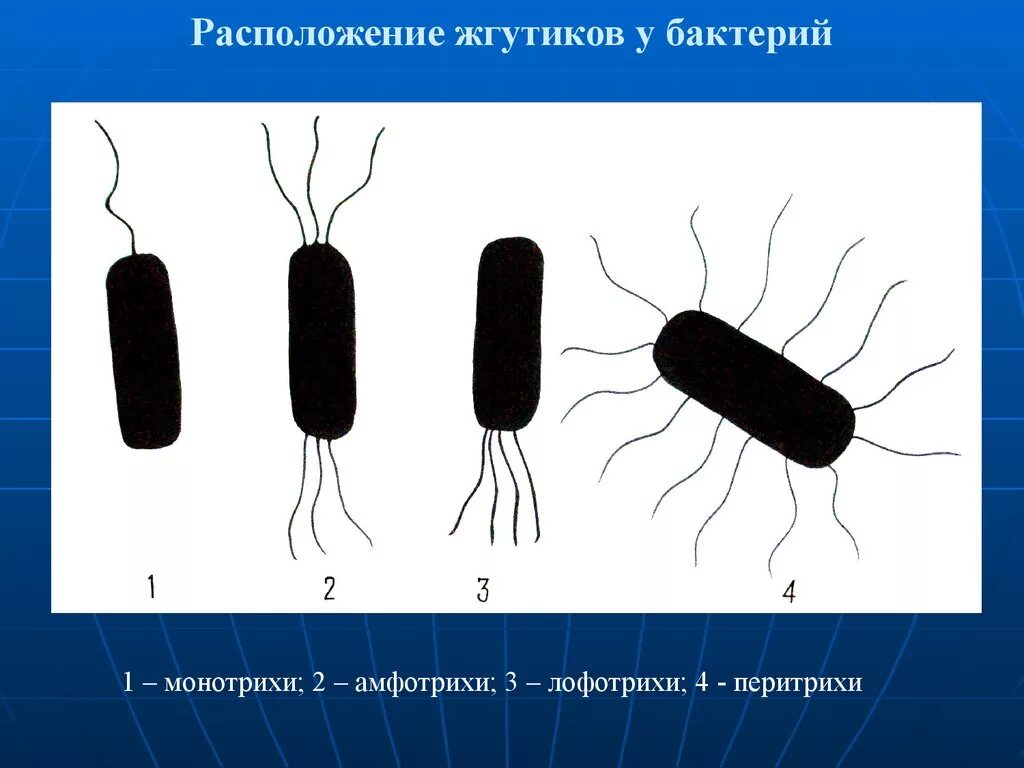 Монотрихи-бактерии. Монотрихи лофотрихи. Расположение жгутиков монотрихи. Лофотрихи это бактерии. Передвижение бактерий