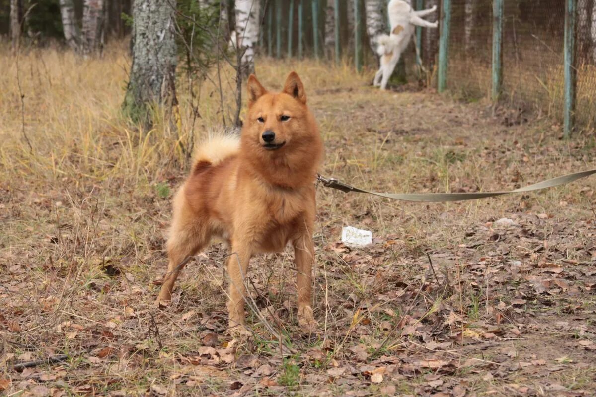 Кфл лайка. Кфл лайка. Кфл. Карело-финская лайка. Кфл.