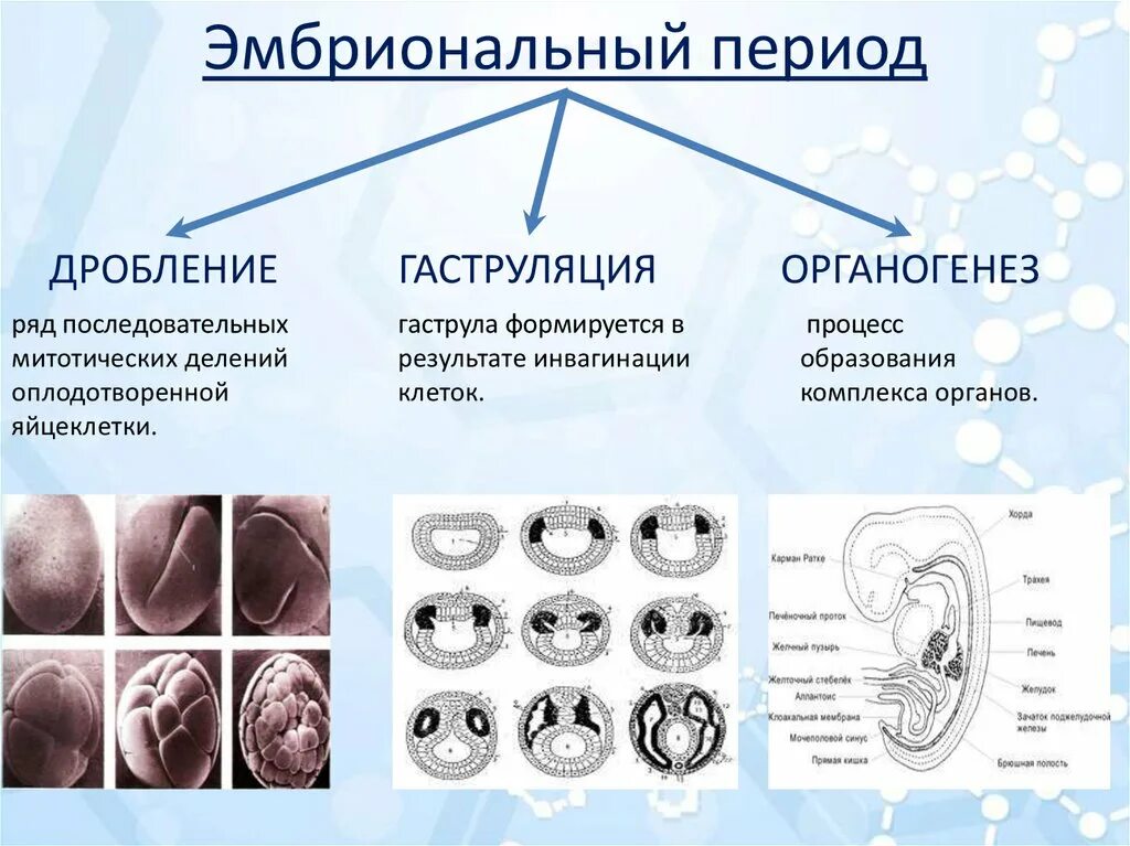 Стадии индивидуальное развитие организма онтогенез. Эмбриональный этап онтогенеза таблица. Биология 9 класс эмбриональный период развития. Этапы развития зародыша биология 10 класс.