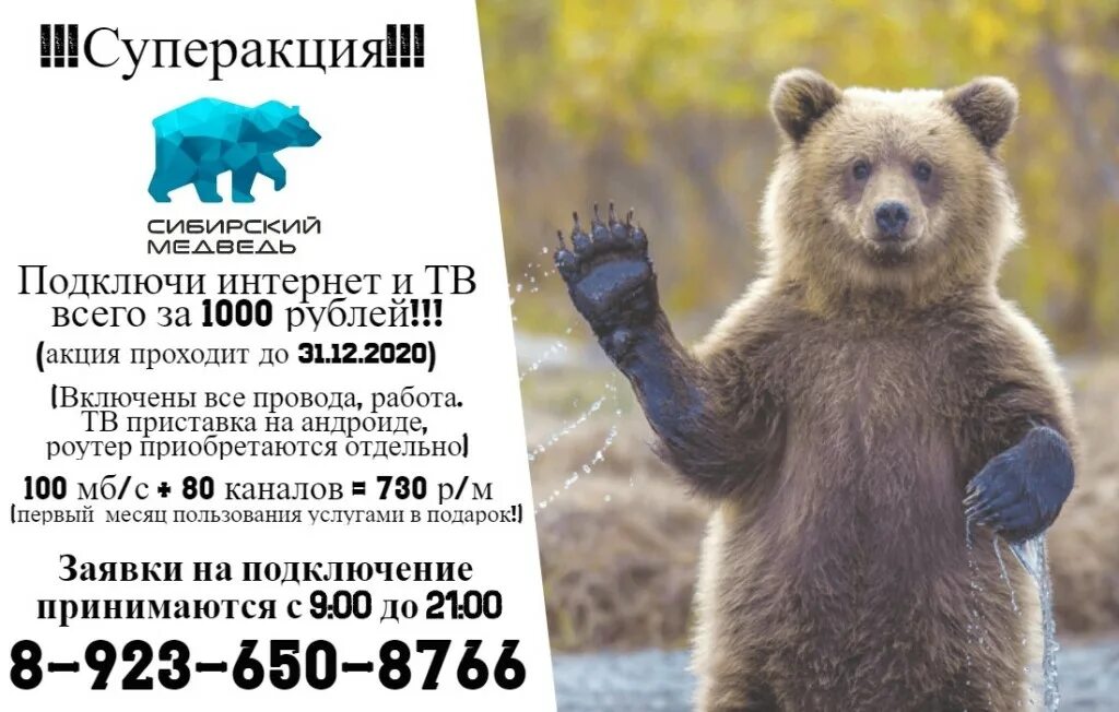 сибирский медведь тв. сибирский медведь техподдержка. сибирский медведь техподдержка. терминал сибирский медведь. сибирский медведь техподдержка.