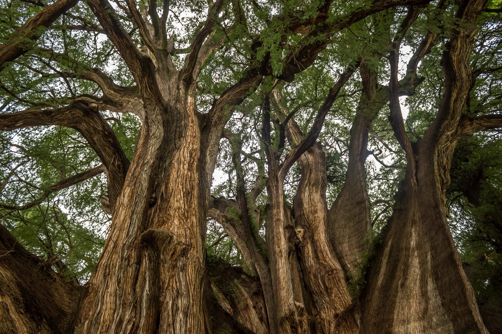 Trees calling