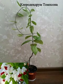 Черенки клеродендрума
