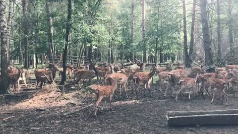 Тропа копорье городецкий