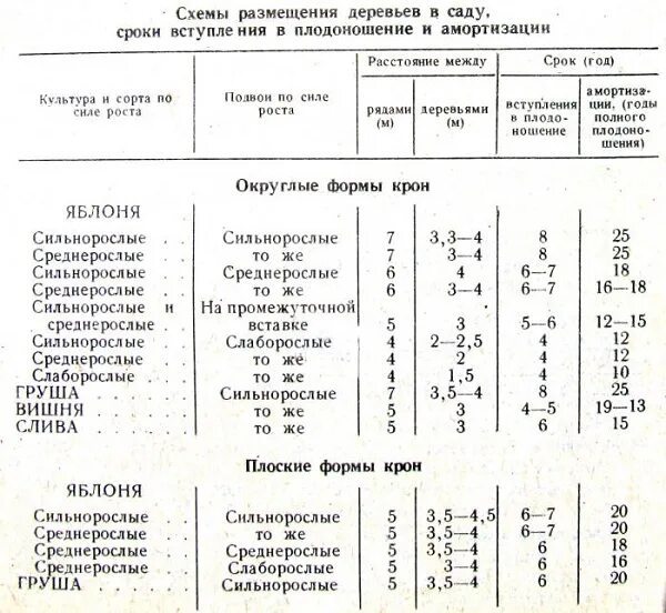 На каком расстоянии сажать саженцы. Расстояние между саженцами плодовых деревьев при посадке. Расстояние между плодовыми деревьями при посадке. Расстояние между деревьями при посадке плодовых деревьев. Расстояние при посадке яблонь между деревьями.