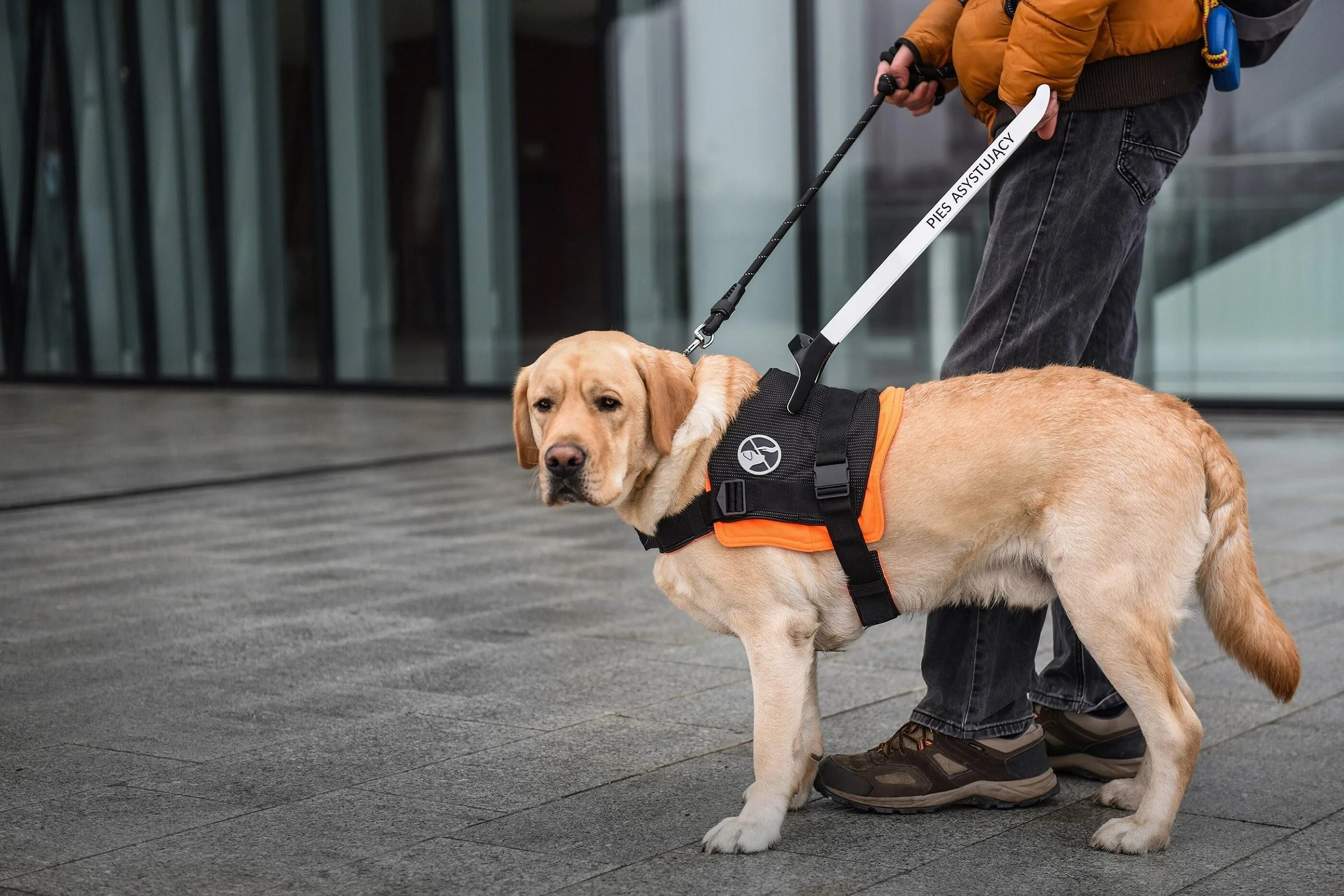 Pets event. Лабрадор ретривер поводырь. Золотистый ретривер поводырь. Собака поводырь лабрадор. Голден ретривер поводырь.